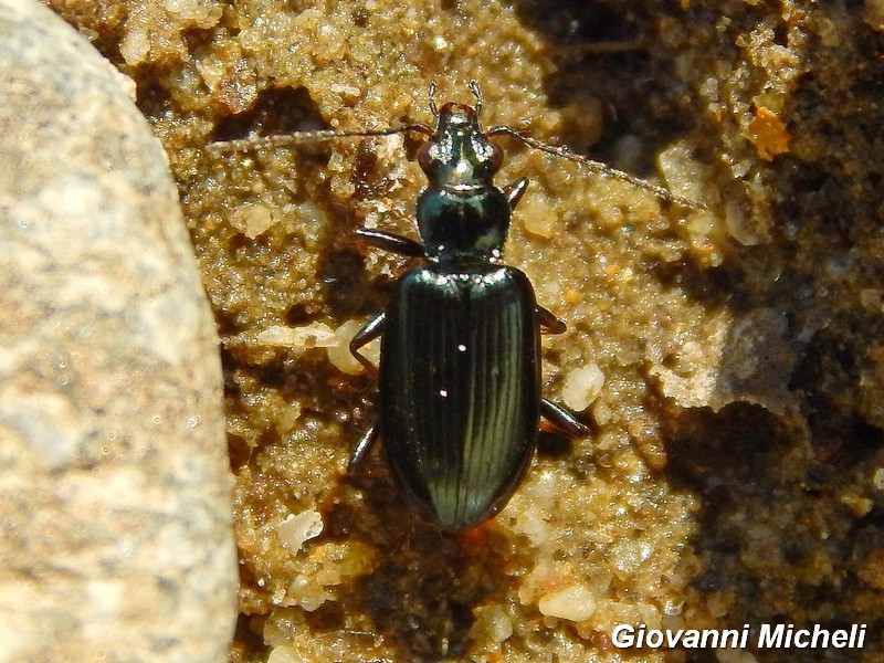 Ocydromus: O. cfr tibialis, O. decorus, O.sp